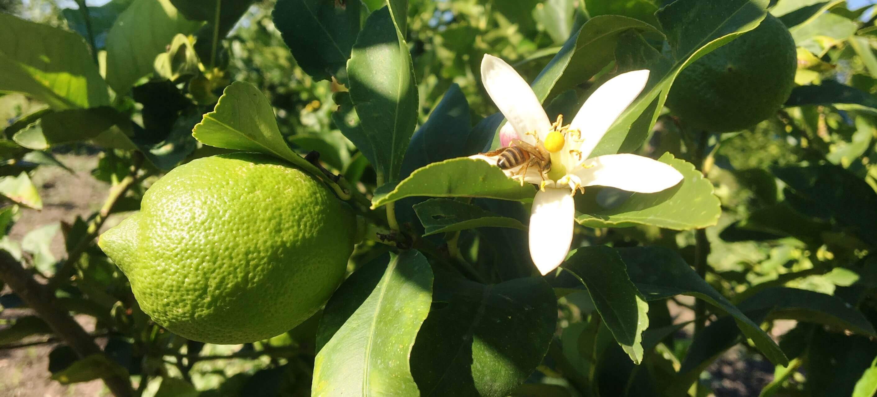 Zagara con Limone